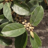Ficus mollis Vahl